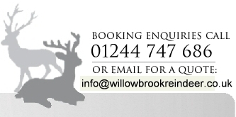 Contact Willow Brook Reindeer Lodge to hire reindeer for Christmas