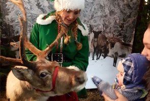 Reindeer hire, feed the reindeer