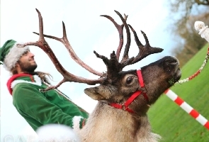 Reindeer hire on school display