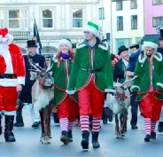 Reindeer parade and reindeer sleigh pull hire display teams