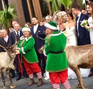 Reindeer Hire for weddings