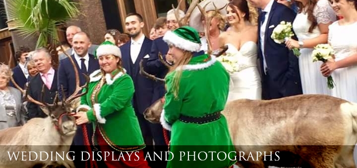 Reindeer Hire for weddings and Sleigh ride arrivals