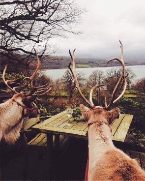 Wedding reindeer hire by lake
