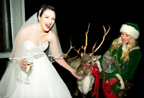 Reindeer meeting bride - Reindeer wedding photography